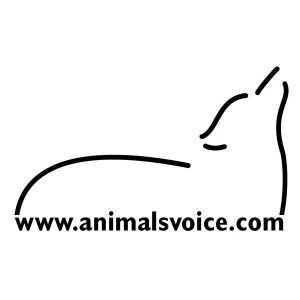 Picture of The Animals Voice